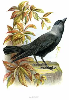 Western Jackdaw - Corvus monedula