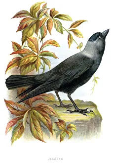 Images Dated 29th September 2012: Western Jackdaw - Corvus monedula