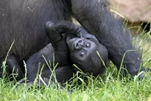 Images Dated 30th June 2012: Western Lowland Gorilla -Gorilla gorilla gorilla-, infant, native to Africa, captive, Heidelberg