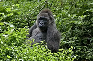 Images Dated 21st May 2012: Western Lowland Gorilla -Gorilla gorilla-, Cameroon, Central Africa, Africa
