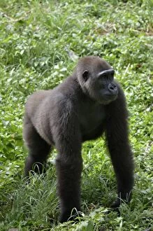 Anthropoidea Gallery: Western Lowland Gorilla -Gorilla gorilla-, Cameroon, Central Africa, Africa