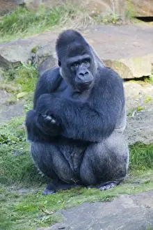 Hominidae Prints: Western Lowland Gorilla (Gorilla gorilla gorilla)