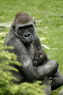 Great Prints: Western lowland gorilla (Gorilla gorilla gorilla) with a baby, in the zoo