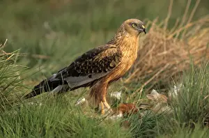 Circus Prints: Western Marsh Harrier (Circus aeruginosus)