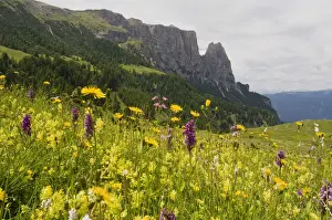 Orchid Prints: Western marsh orchid (Dactylorhiza majalis) in front of Schlern mountain