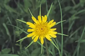Asteridae Prints: Western salsify (Tragopogon dubius), HortobAzAagy Puszta plains, Hungary, Europe