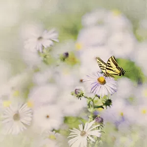 Bokeh Gallery: Western Tiger Swallowtail Butterfly