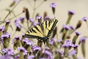 Pollination Gallery: Western tiger swallowtail spread wings