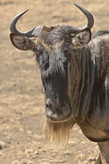 Images Dated 27th August 2013: Western white-bearded wildebees -Connochaetes taurinus mearnsi-, portrait, Serengeti, Tanzania