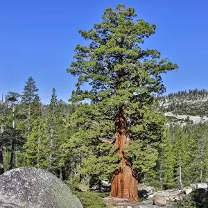 Images Dated 13th July 2013: Western White Pine -Pinus monticola-, Yosemite National Park, California, United States