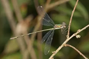 Images Dated 28th August 2012: Western Willow Spreadwing -Lestes viridis- Untergroeningen, Baden-Wuerttemberg, Germany, Europe