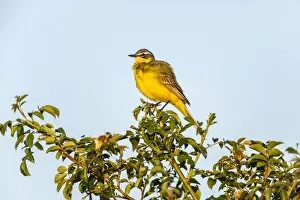 Images Dated 6th June 2014: Western Yellow Wagtail -Motacilla flava- in breeding plumage, perched on a shrub, Seewinkel