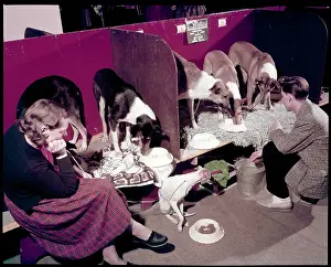 WESTMINSTER DOG SHOW 1957