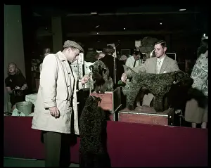 Lac0094 Prints: WESTMINSTER DOG SHOW 1957