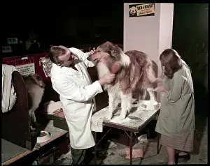 Lac0094 Prints: WESTMINSTER DOG SHOW 1957