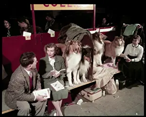 Lac0094 Prints: WESTMINSTER DOG SHOW 1957