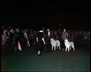 Lac0094 Prints: WESTMINSTER DOG SHOW 1957