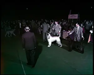 Lac0094 Prints: WESTMINSTER DOG SHOW 1957