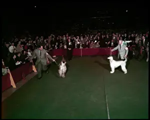 Lac0094 Prints: WESTMINSTER DOG SHOW 1957