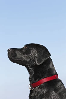 Wet black Labrador Retriever -Canis lupus familiaris-, male