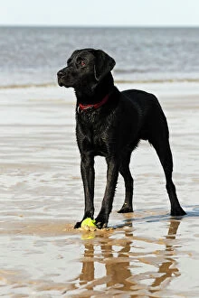Sand Gallery: Wet black Labrador Retriever dog (Canis lupus familiaris) at the dog beach, male, domestic dog