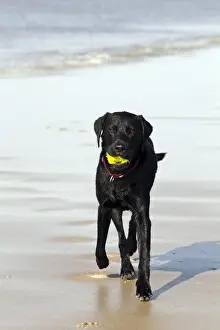 Movements Prints: Wet black Labrador Retriever dog (Canis lupus familiaris) at the dog beach