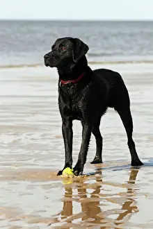 Wet black Labrador Retriever dog (Canis lupus familiaris) at the dog beach, male, domestic dog