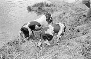 Two Wet Dogs