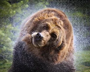 Images Dated 16th February 2012: Wet grizzly bear