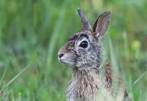 Images Dated 21st May 2011: Wet Hare