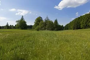 Wet meadow with Cotton Grass -Eriophorum sp.-, Naturschutzgebiet Magnetsrieder Hardt, Magnetsried, Upper Bavaria