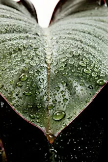 Environment Gallery: Wet rubber leaf