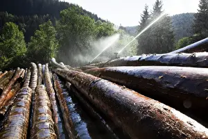 Wet storage, artificial irrigation for the preservation of tree trunks, Neustadt, Titisee-Neustadt, Black Forest, Baden-Wurttemberg, Germany