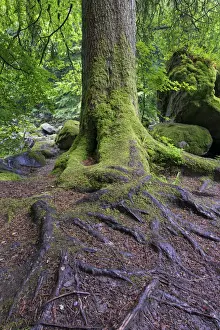 Wet tree trunk and green moss in forest close-up - Hermatidge Bridge Scotland