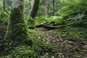Wet tree trunk and green moss in forest close-up - Hermitadge Bridge, Scotland