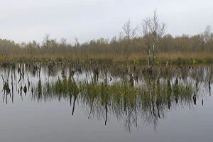 Images Dated 12th October 2014: Wetland rehydration with dead Birch trees -Betula pubescens-, Bargerveen, Drenthe Province