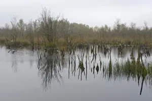 Birch Tree Prints: Wetland rehydration with dead Birch trees -Betula pubescens