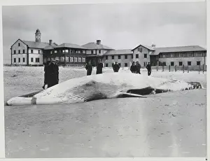 Loss Prints: Whale Beached on Shore
