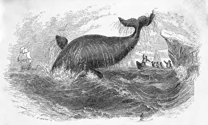 Whale Prints: Whale Breeching
