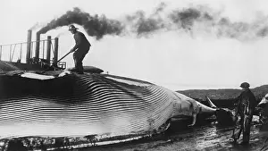 Sperm Whale Prints: Whale Flensing