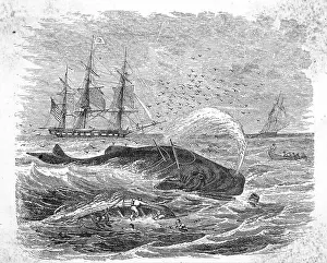 Whale Prints: Whale Being Harpooned