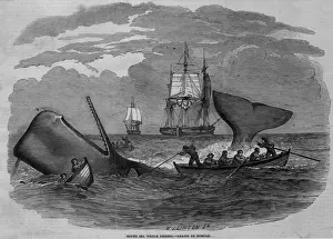Whale Hunting