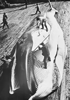 A Whale of a Job