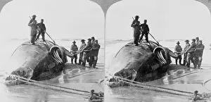 Occupations Prints: Whalers on Beach with Slain Whale