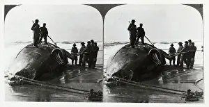 Whale Prints: Whalers Cutting Chunk Out Of Whale