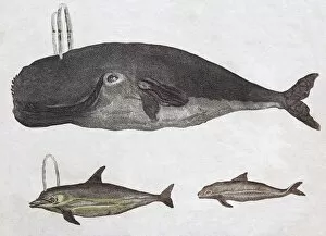 Images Dated 31st December 2017: Whales, hand-coloured copperplate engraving from Friedrich Justin Bertuch Picture