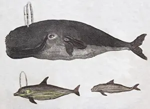 Picture Book For Children Prints: Whales, hand-coloured copperplate engraving from Friedrich Justin Bertuch Picture