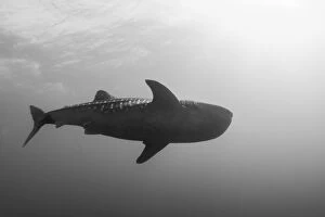 Images Dated 15th August 2015: Whaleshark
