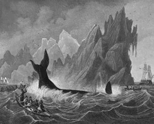 Images Dated 28th May 2017: Whaling