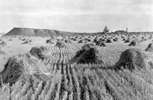 America Top Prints: Wheat Field